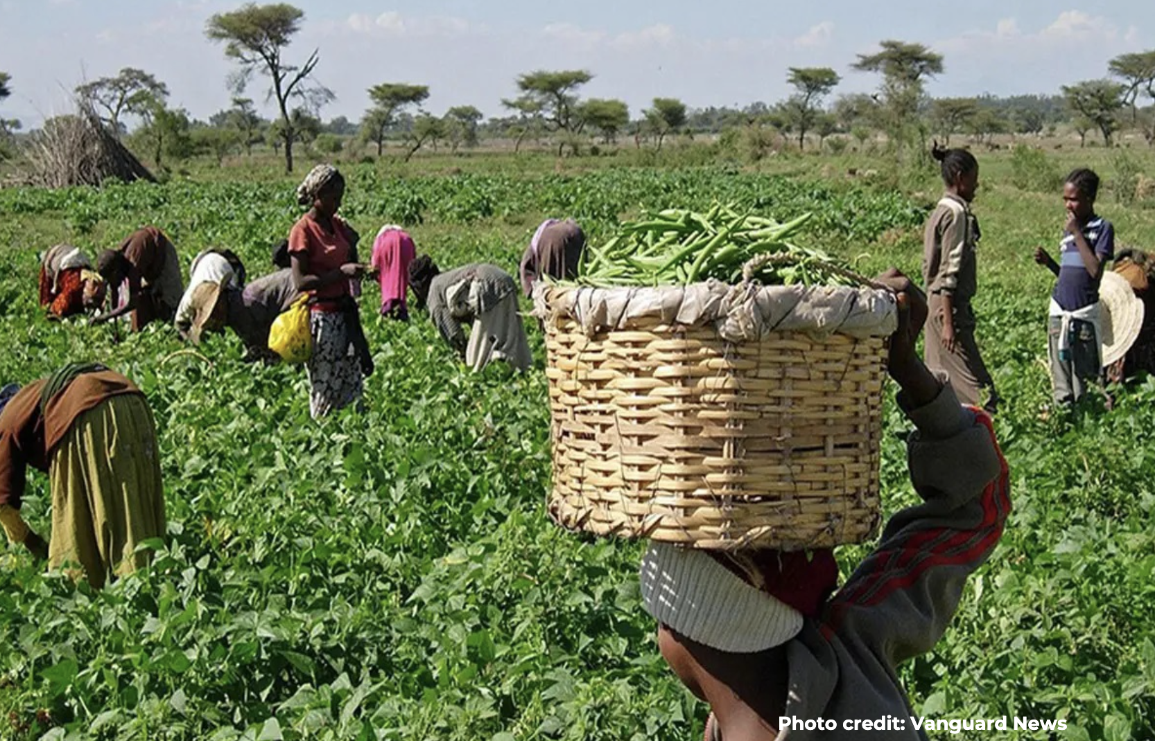 Factsheet: Women, Climate Change and Agricultural Sector in Nigeria