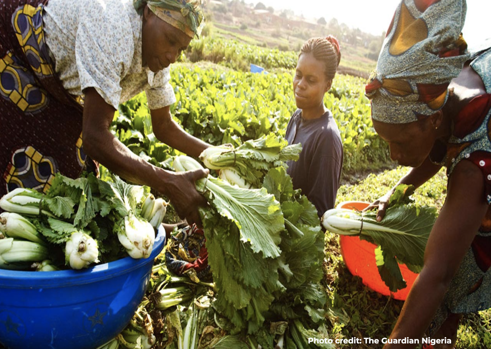 Issue Brief:  Climate Change And Agriculture-Implications For Women Farmers In Nigeria